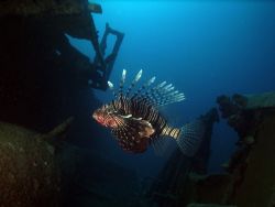 Lionfish at El Mina wreck in the north of egypt taken wit... by Patrick Neumann 